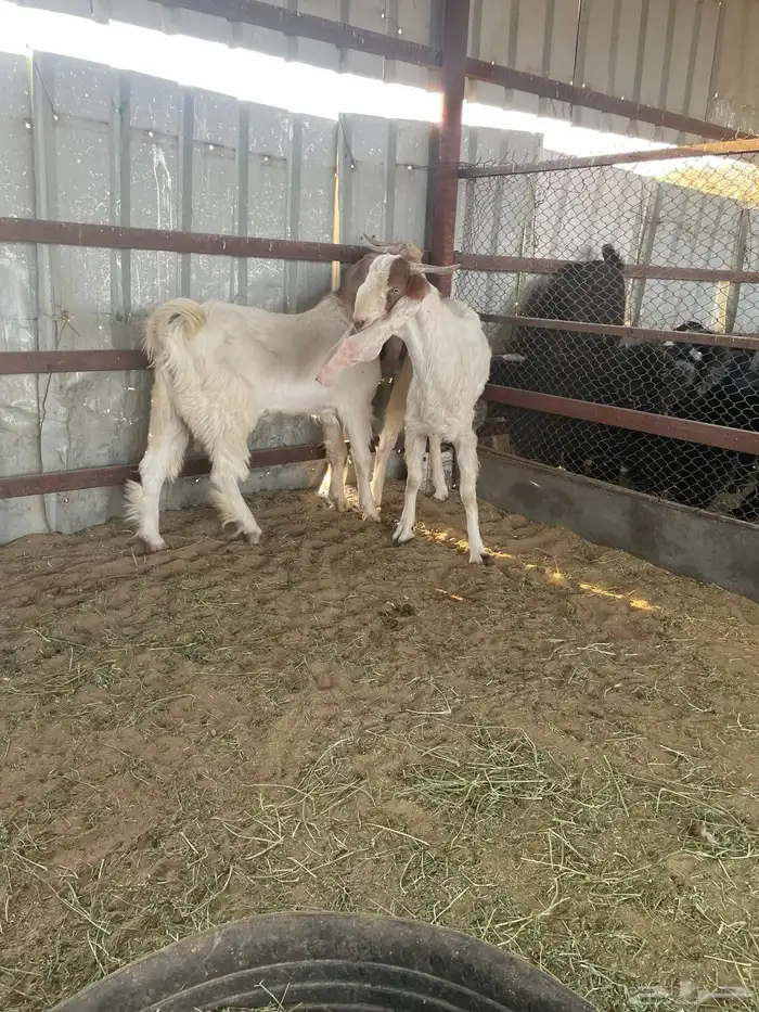 تيوس هولنديات 5