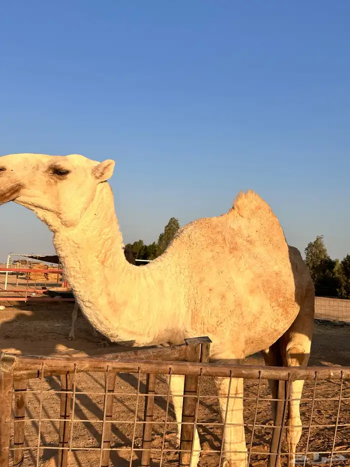 قعود للبيع 0