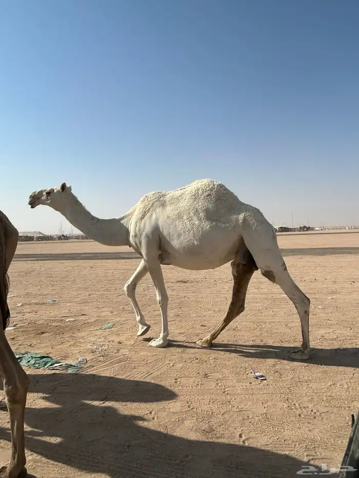 عشرا وضحا تحتها قعود شاقه 4