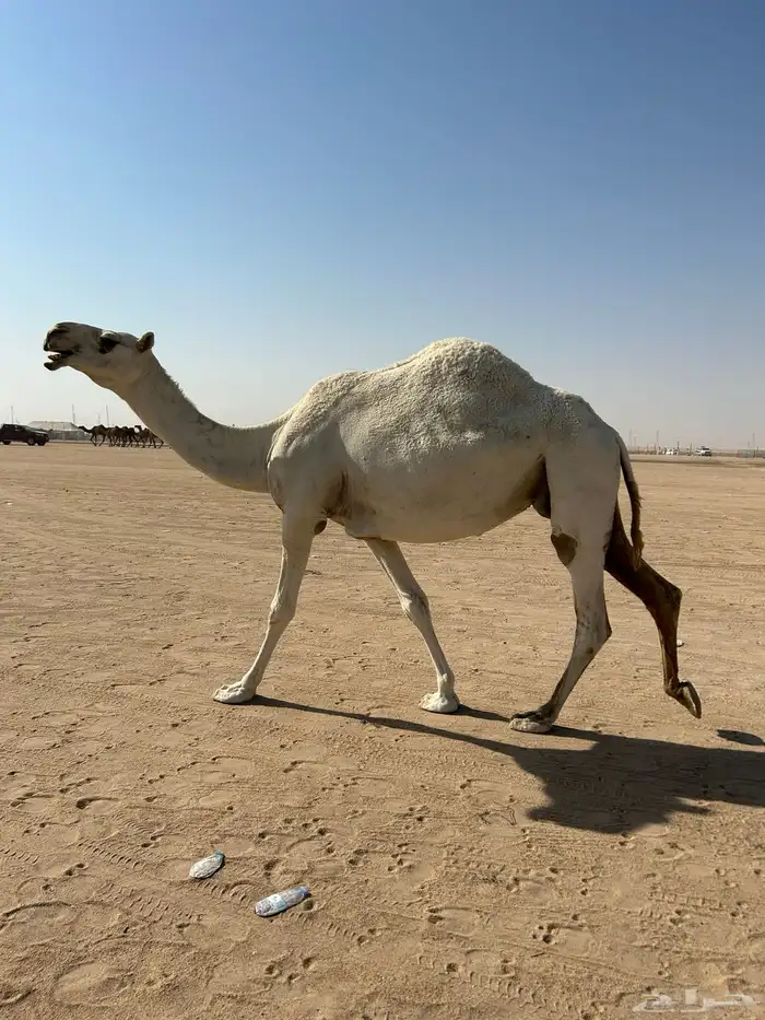 عشرا وضحا تحتها قعود شاقه 3