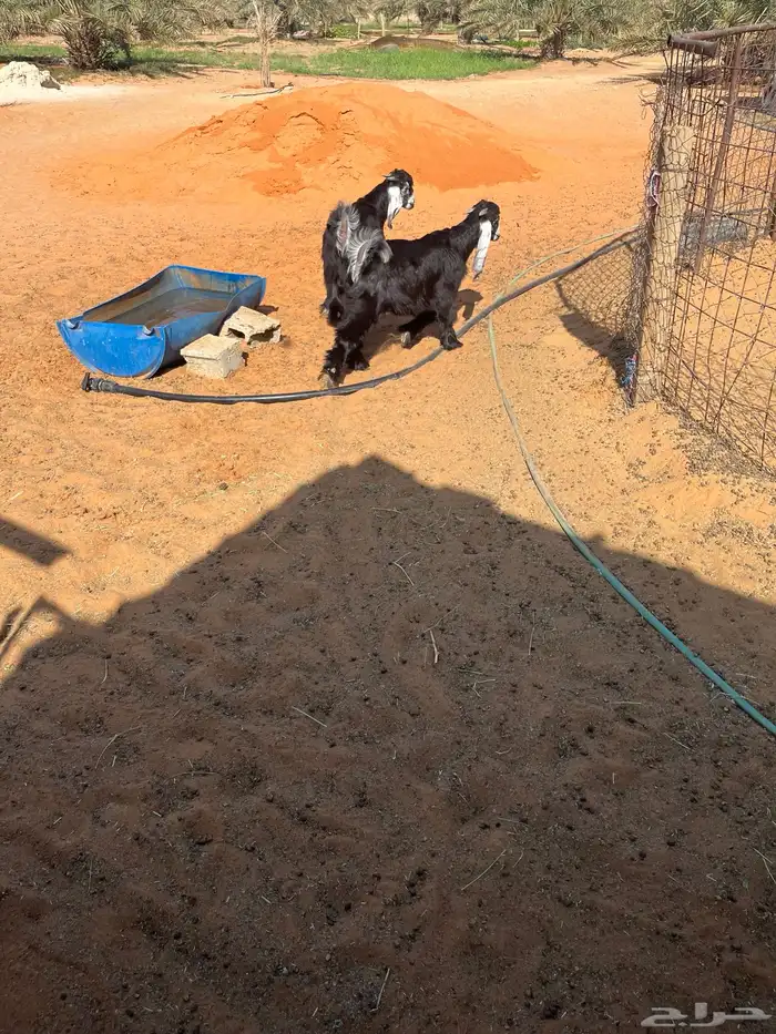 تيوس عوارض مشاريع فحول 2