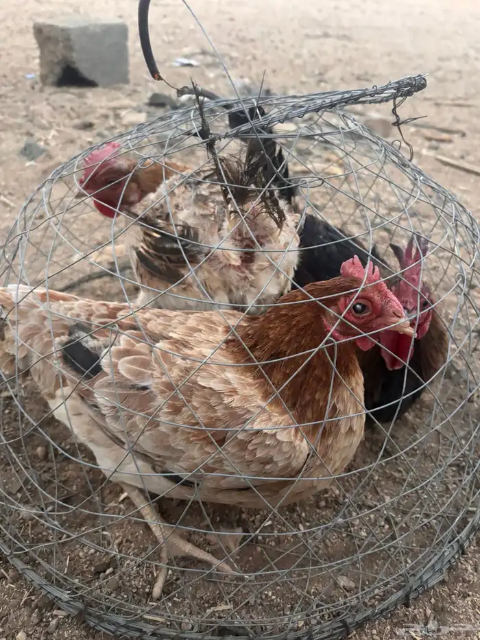 للبيع دجاجتين وديك 0