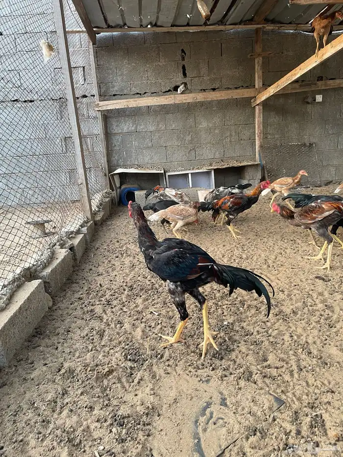 دجاج سندي بيور 3