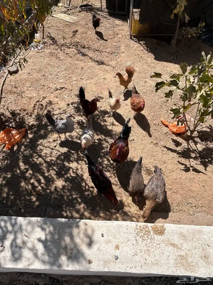 دجاج للبيع 4