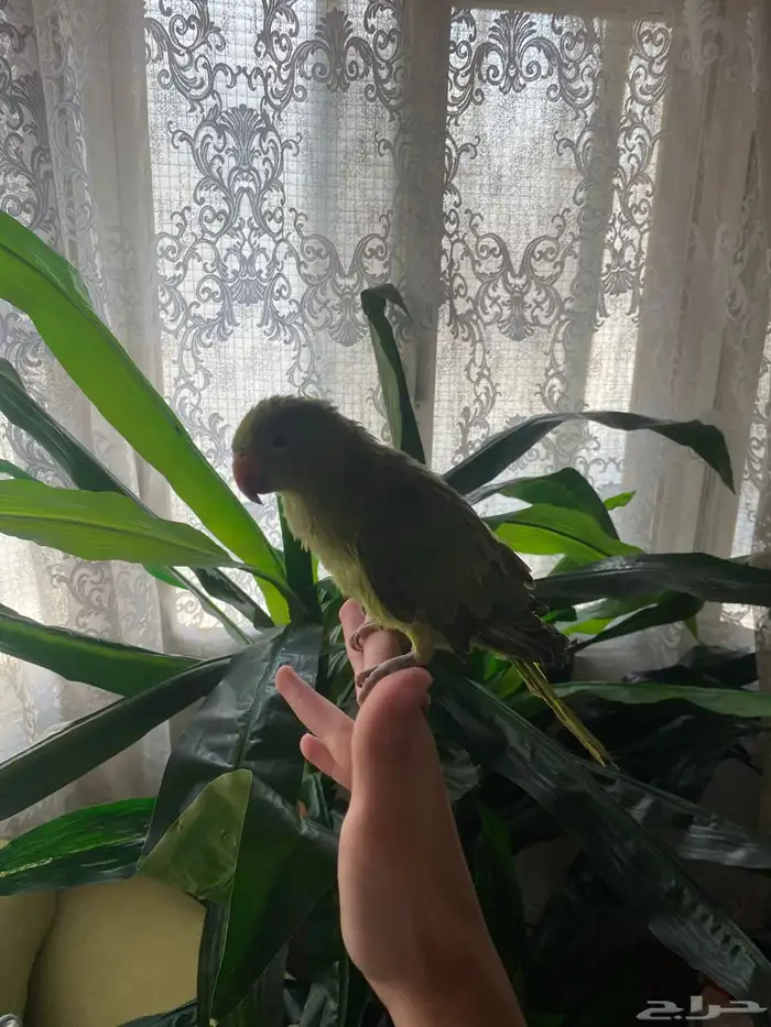 ببغاء الدرة للبيع 1