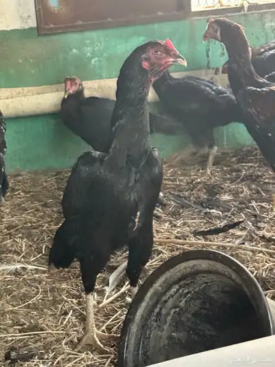 دجاج سندي index