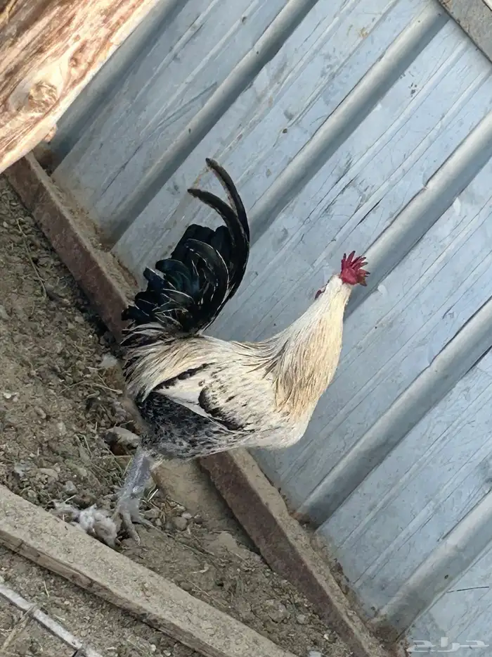 ذكور دجاج بلدي للبيع النماص 11