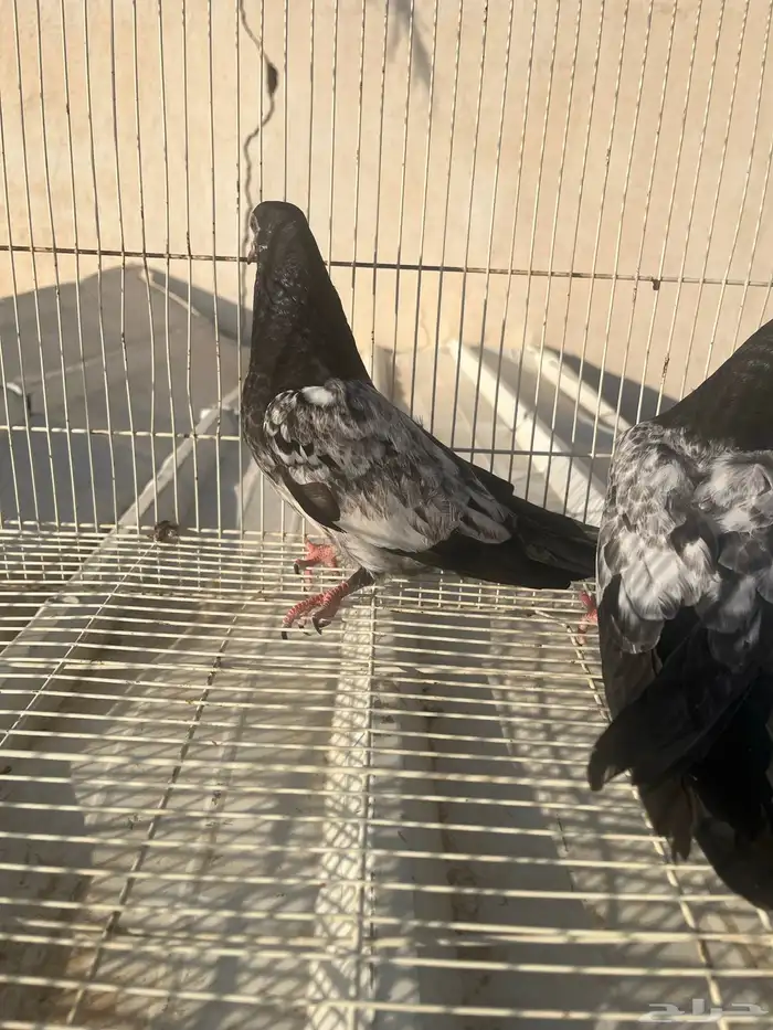 طبات تيدي للبيع 2