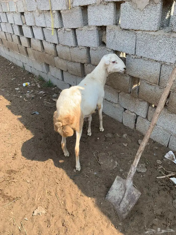 مشروع فحل 0