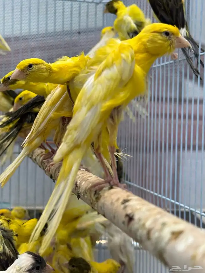 الجيبوسو الاسباني للمميزين فقط 3