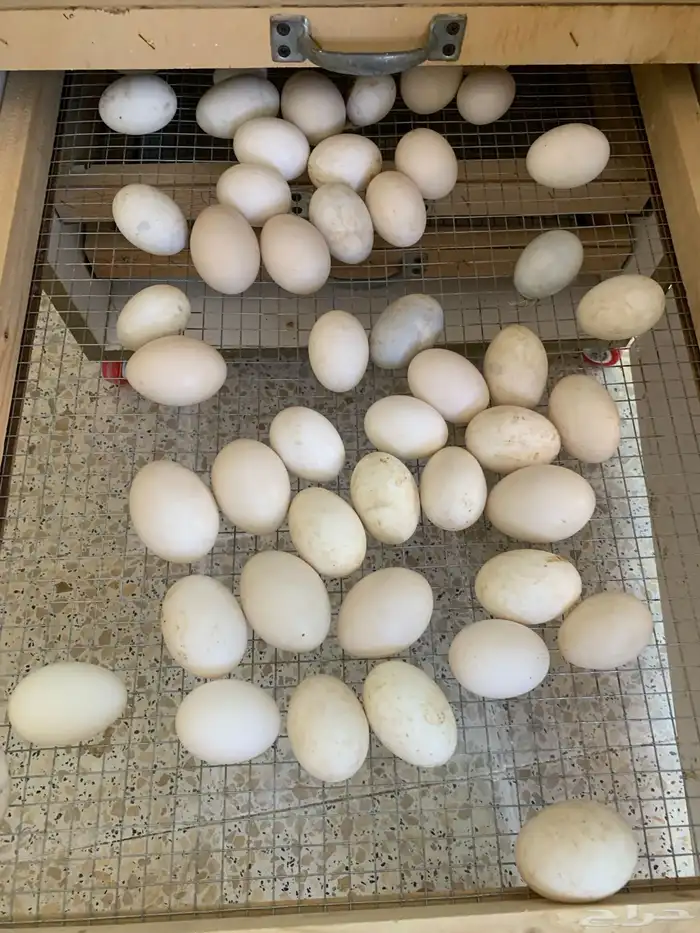 للبيع بط مسكوفي وا بكيني 1