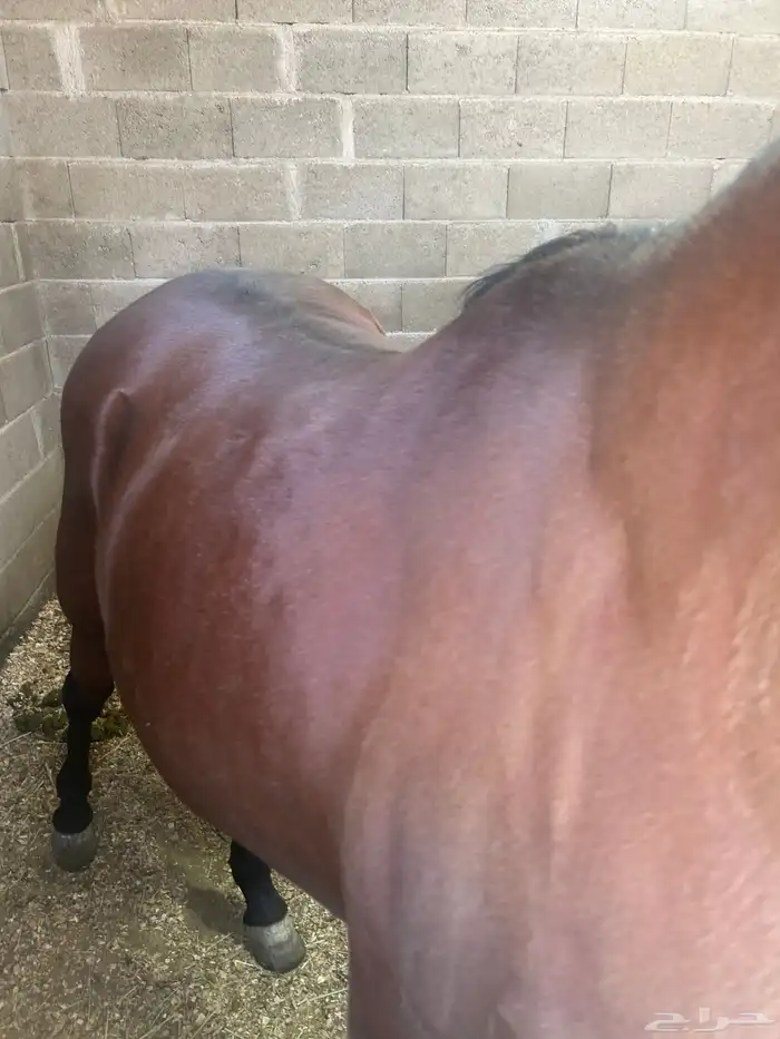 خيل للبيع عربي اصيل  وشعبي إلى آخ 0