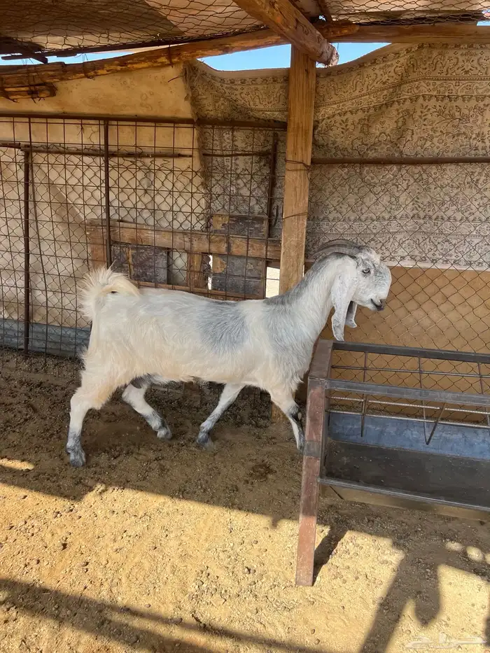 عنز مشروكة جبرة صنف الصنف 2