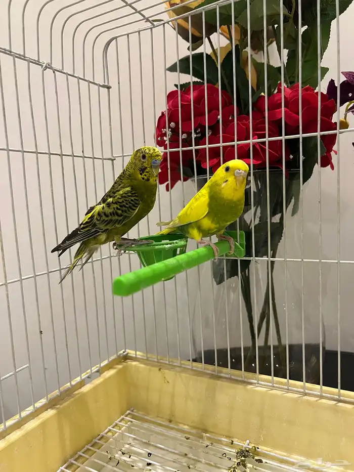 عصافير الحب عصافير زينه للبيع 0