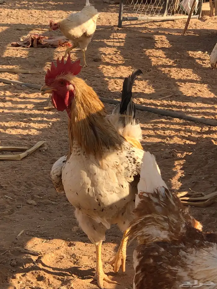 دجاج لوهم الكسلايد العدد سبعة الصحة شرط الحمدلله 1