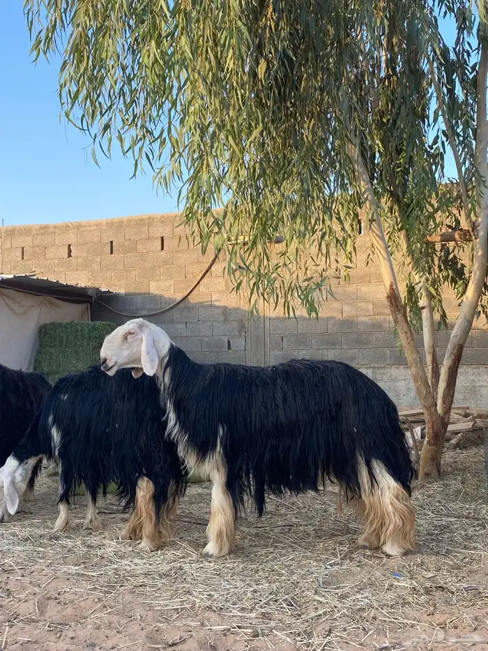 شياه نجد جروم فاخره 5