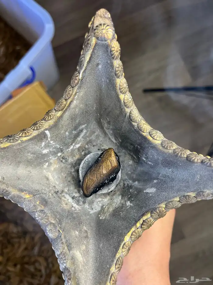 مروكي بيور لاصحاب المتاجر والمحلات 1