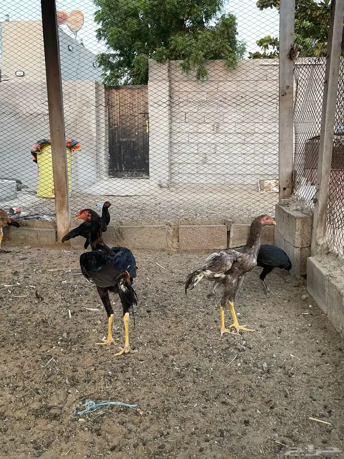 دجاج سندي بيور 10