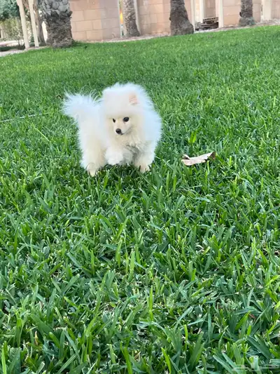 كلب للبيع index