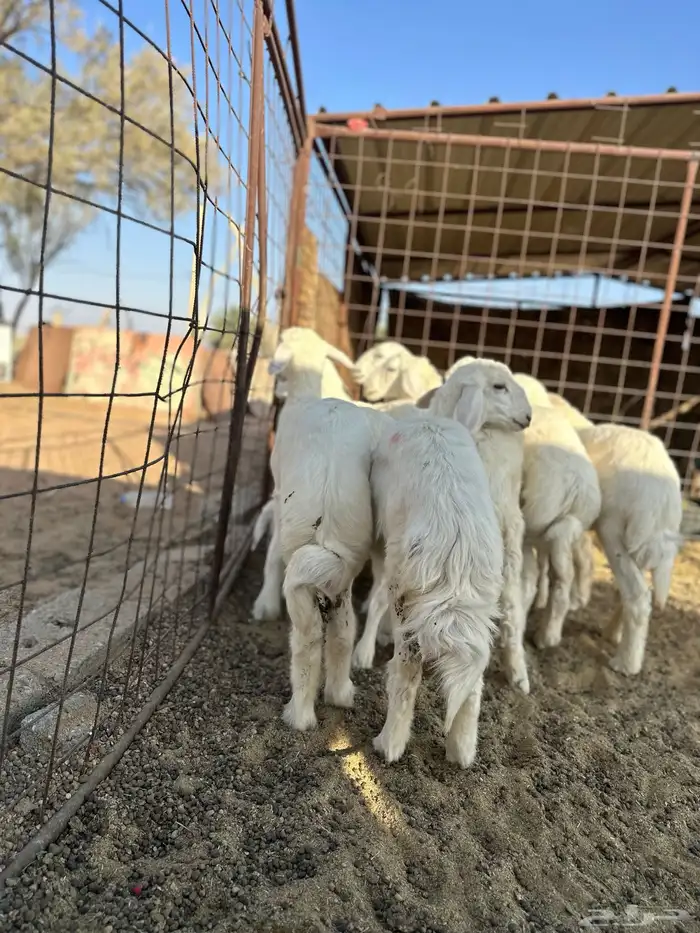 بهم حري رخال 1