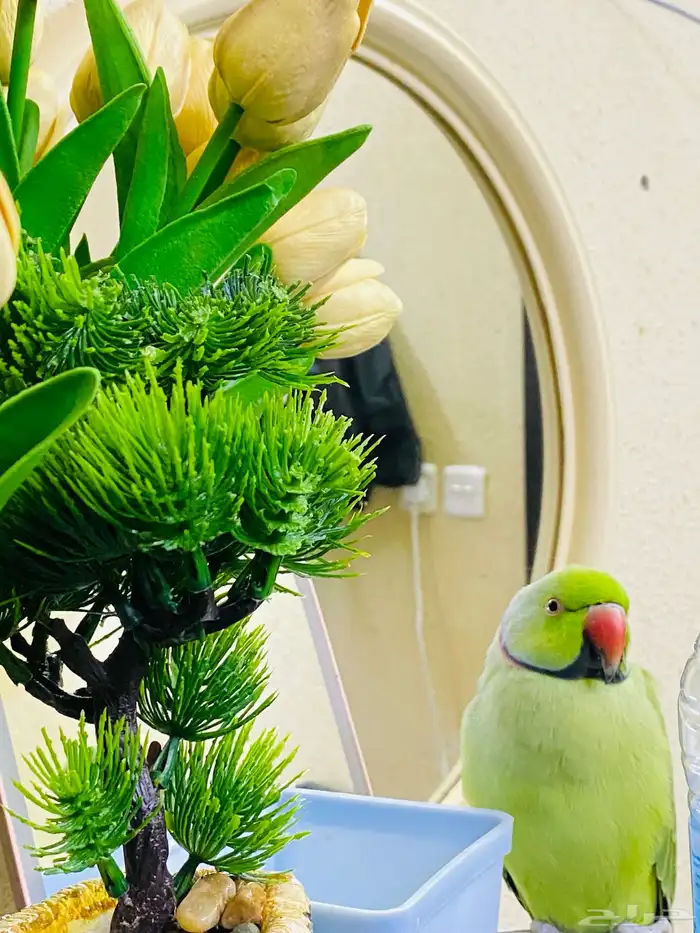 450sr selling my bird this one pure parrot no any problem 3