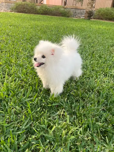 كلب للبيع index