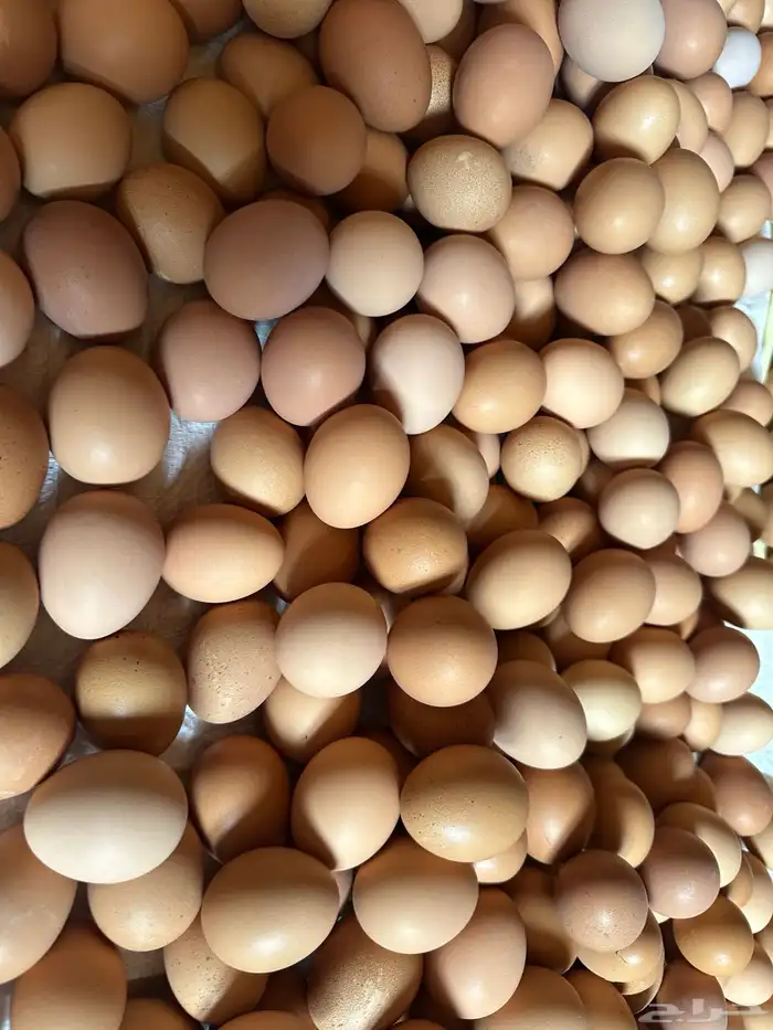 دجاج لهمان براون بياض للبيع 7