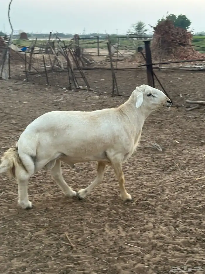 فحل حري مشروط 1