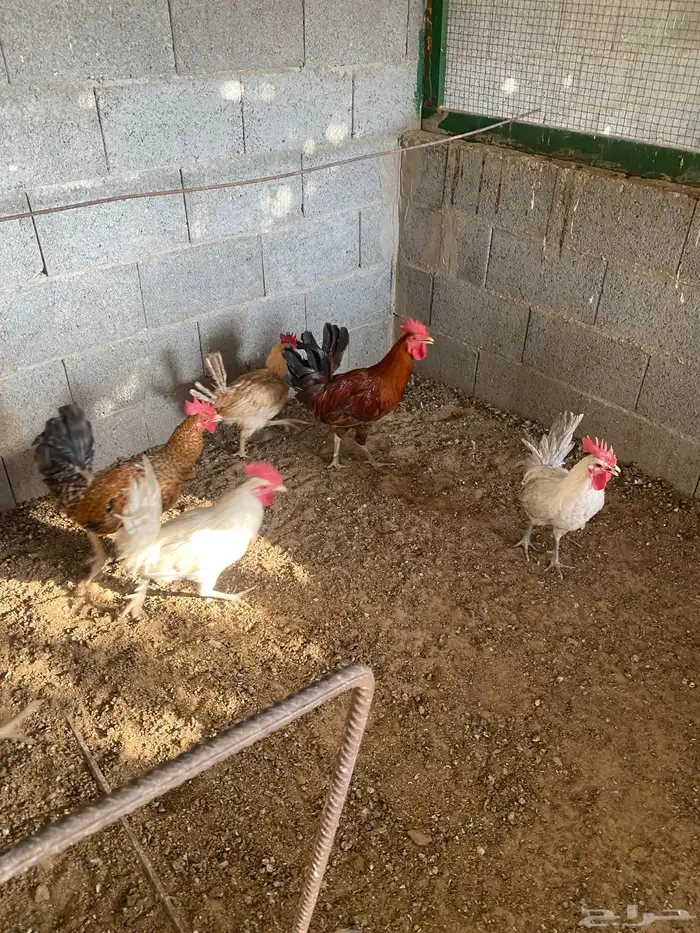 ديوك ودجاج 4