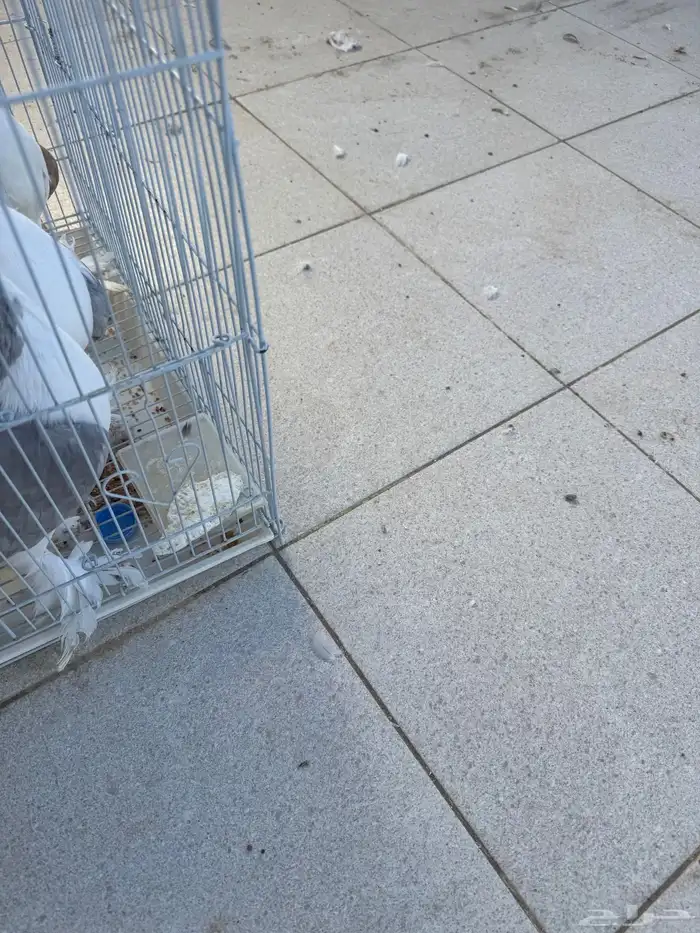 طبات حمام شيرازي للبيع 5