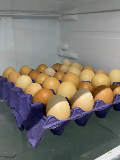 بيض برهما 0
