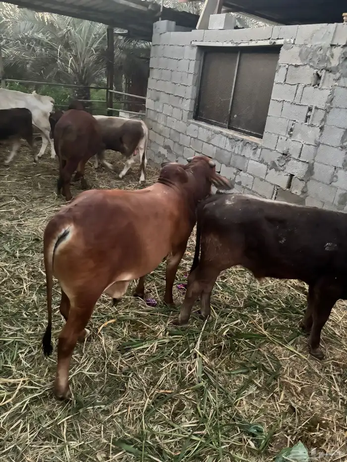 عجول  الماني و جرسي و بربر 3