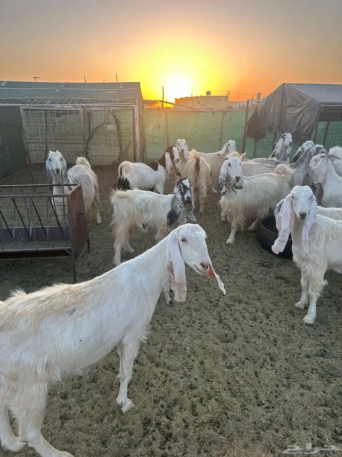 معزا مصريات وهولنديات 1