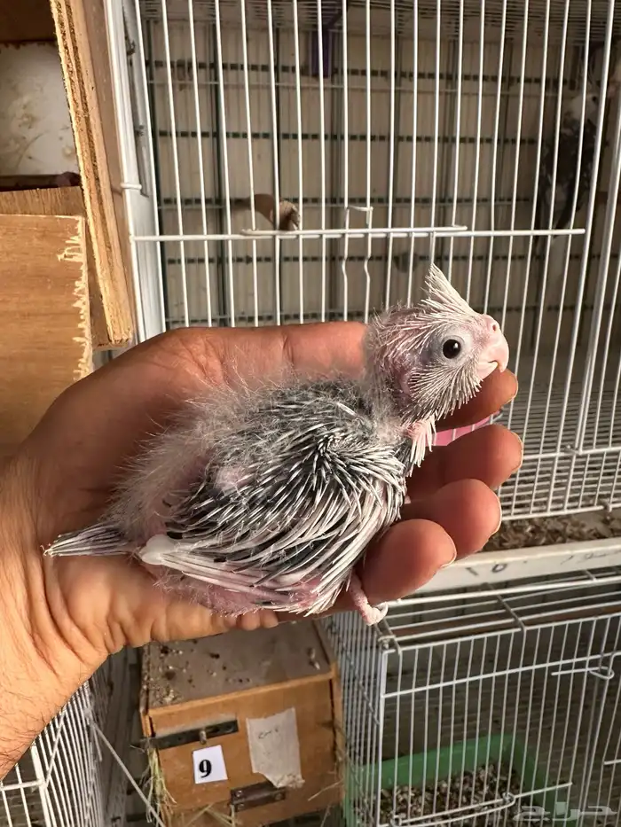 فروخ كروان رسيسف عيون حمر 4