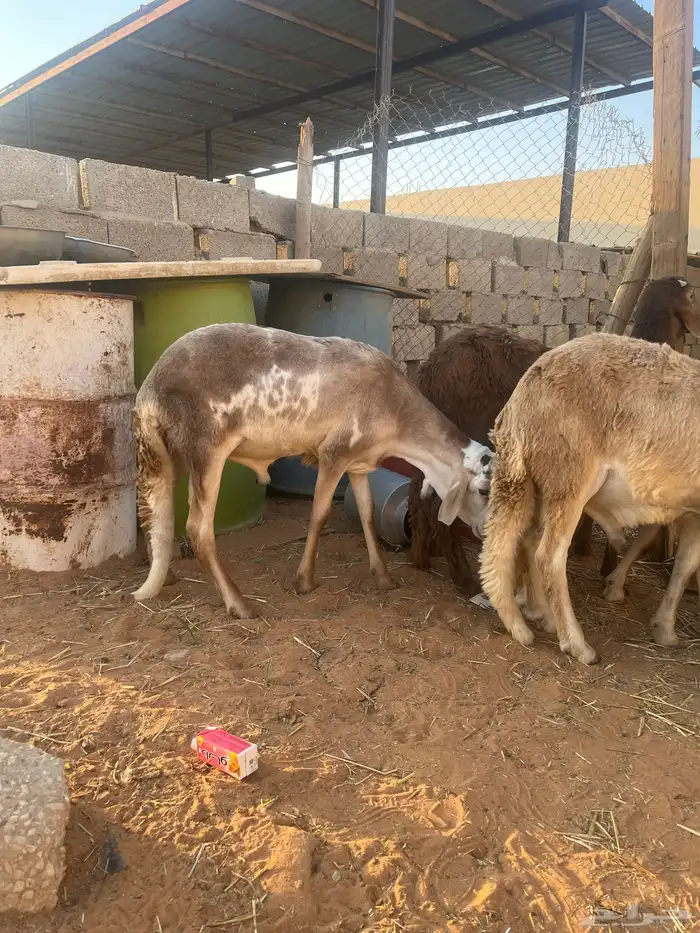 سواكن تربية مزرعة نظيفة 2