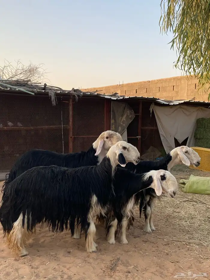 شياه نجد جروم فاخره 3