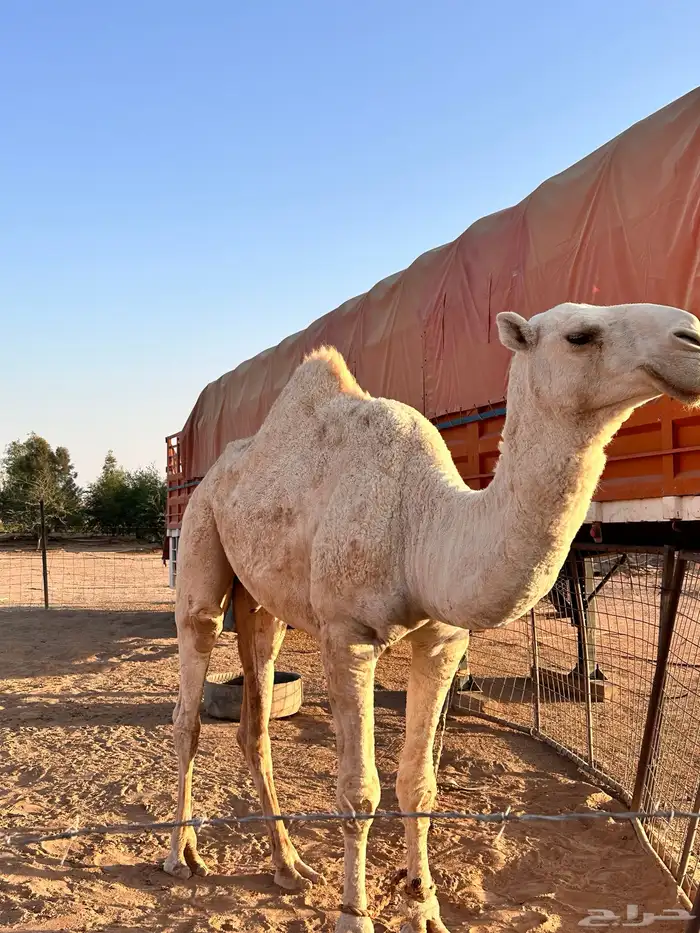 قعود للبيع 3