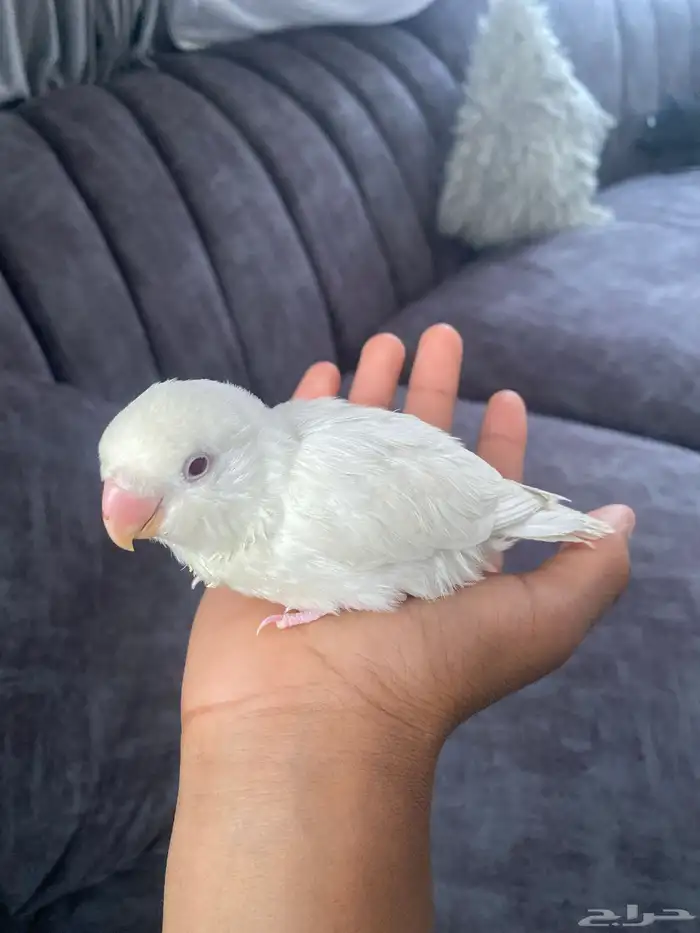 طير روز تربيه 0