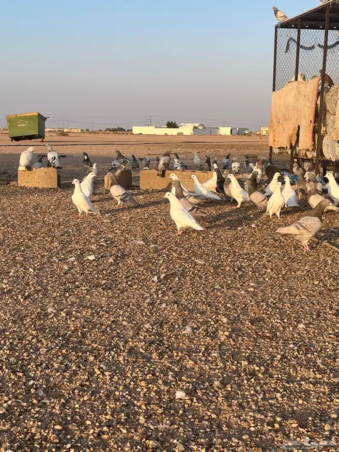 حمام للبيع 1