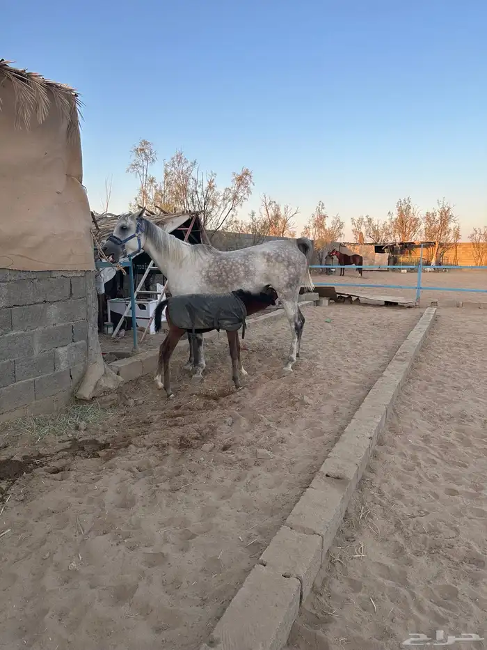 فرس تحتها مهره 1