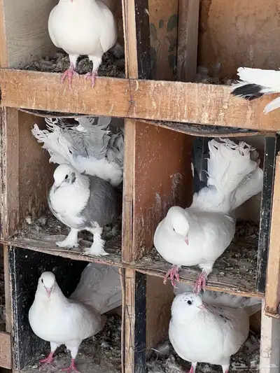 عشة حمام هزازي index