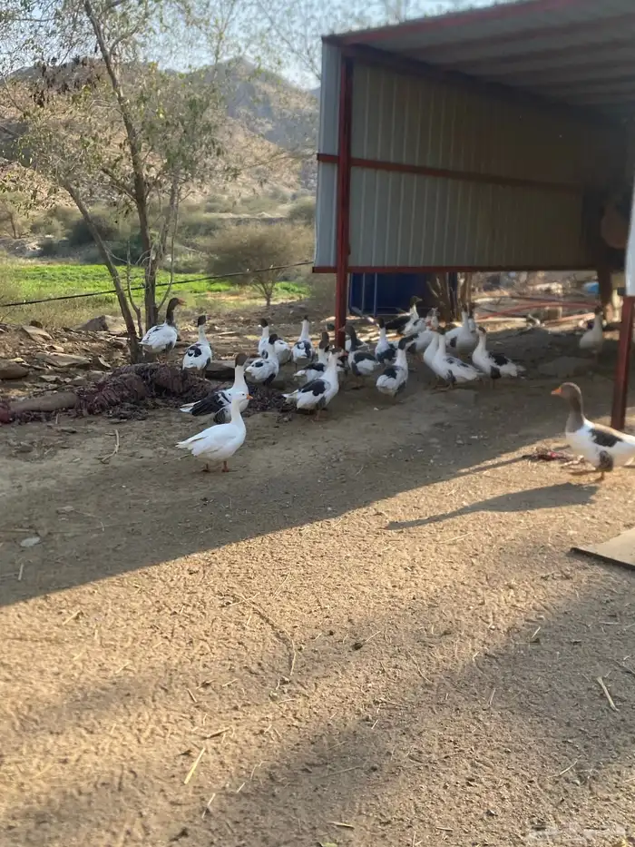 وز بلدي نظيف 0