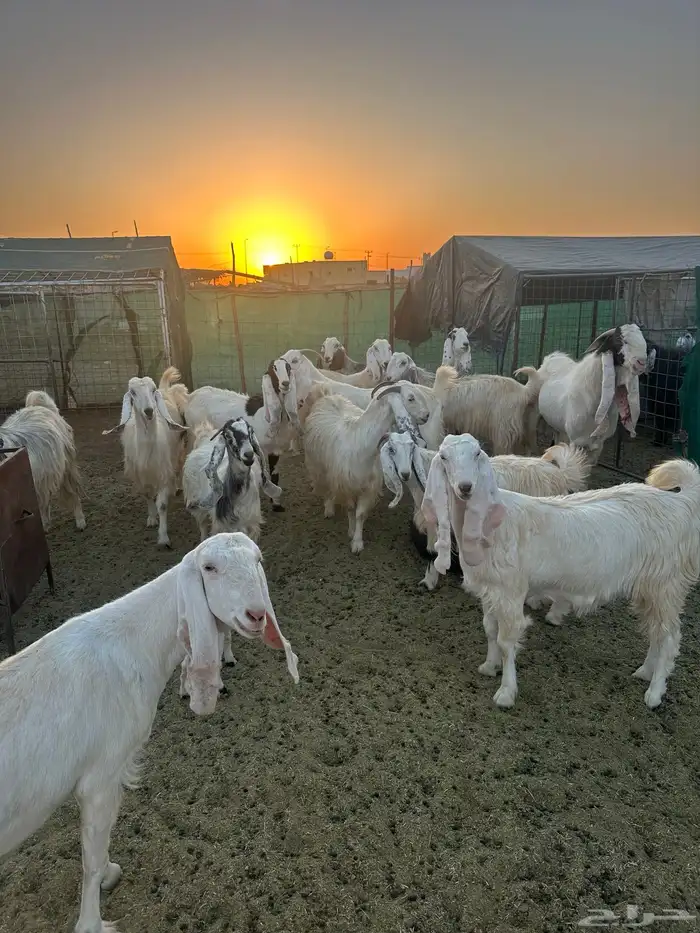 معزا مصريات وهولنديات 0