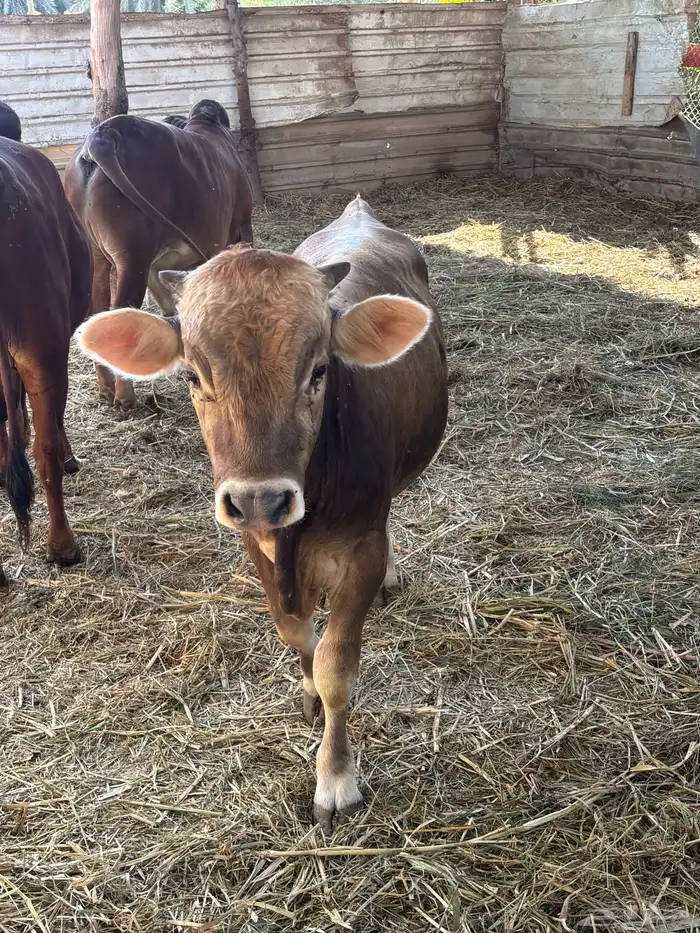 عجول  الماني و جرسي و بربر 8