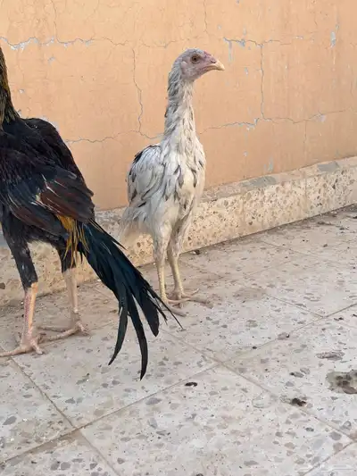 ديك و دجاجه باكستاني index