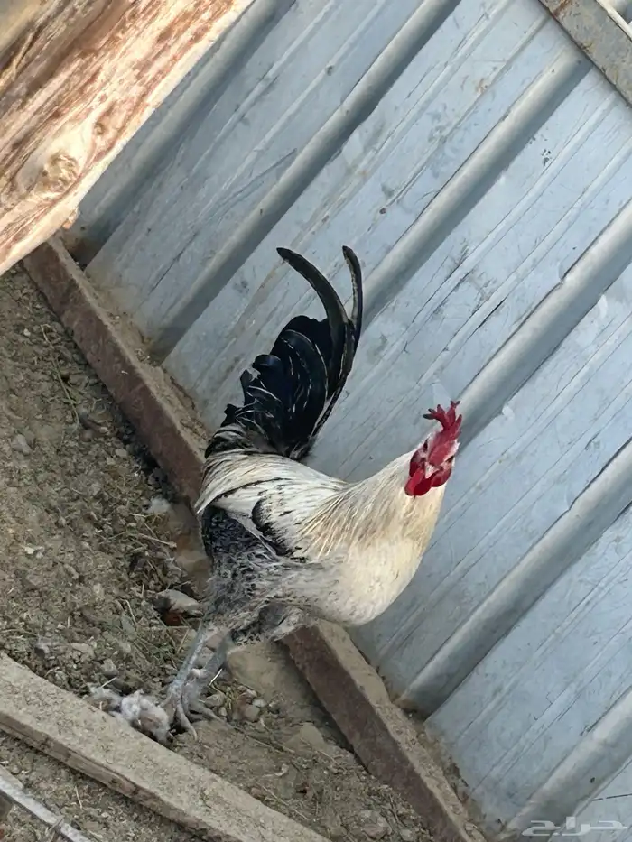 ذكور دجاج بلدي للبيع النماص 13