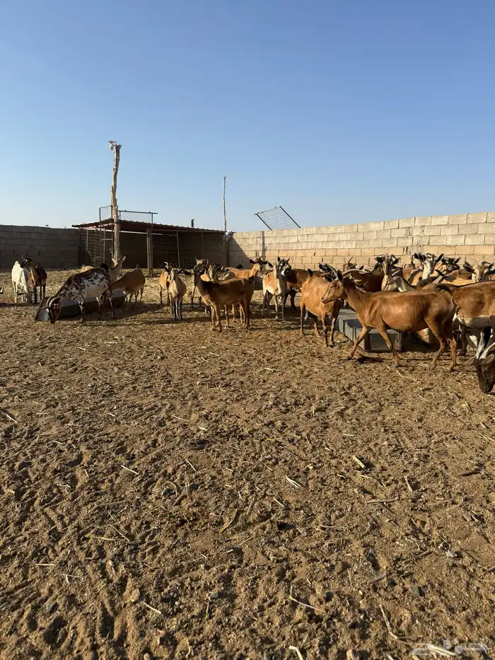 ماعز هجين وجنوبي الموقع جنوب عقلة الصقور 0