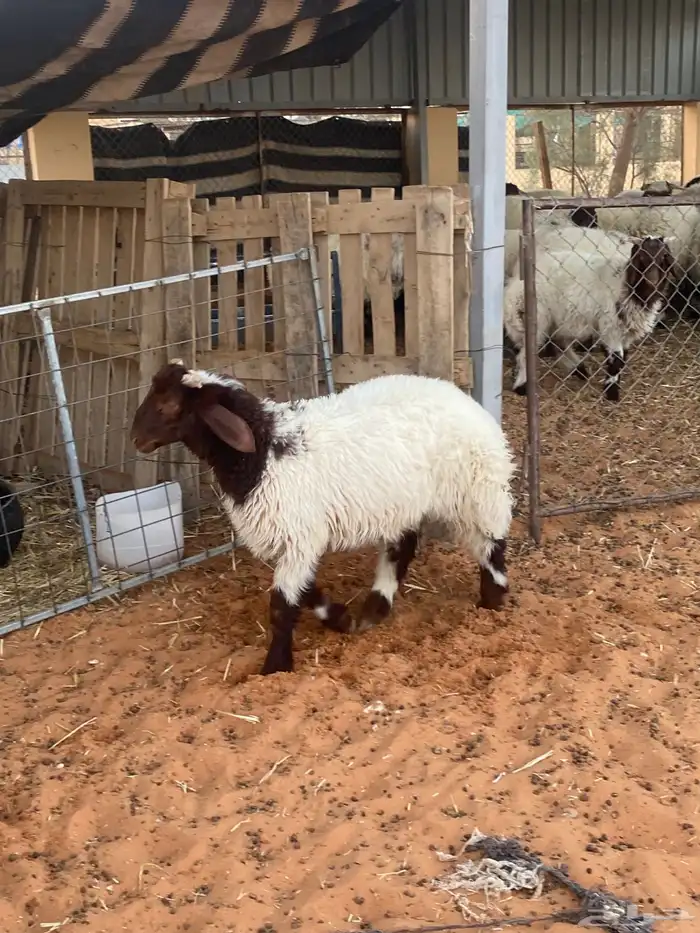 خروف نعيمي 2