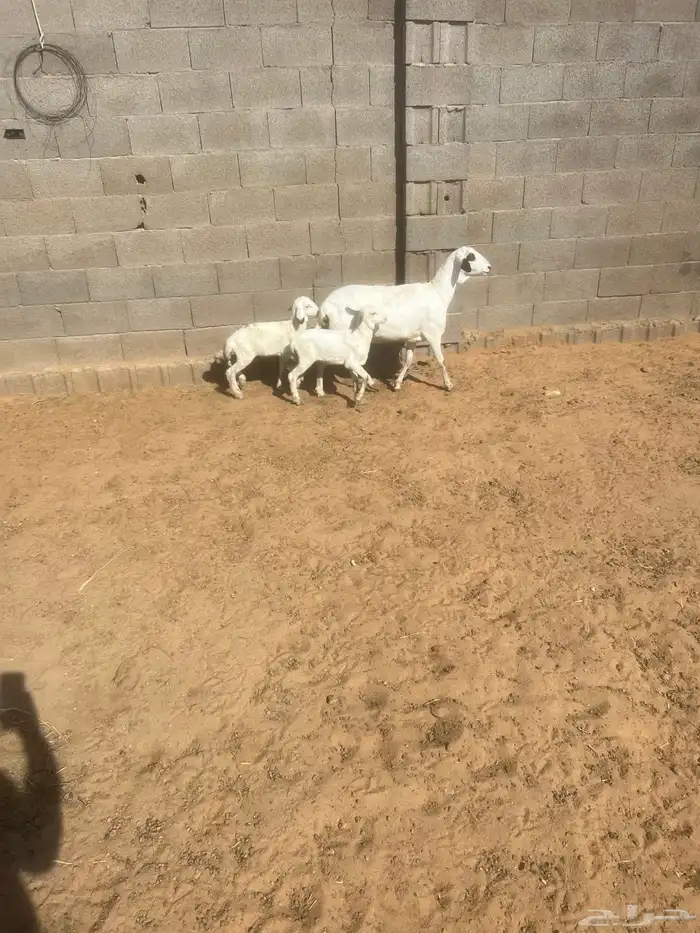 بربريه متوم 0