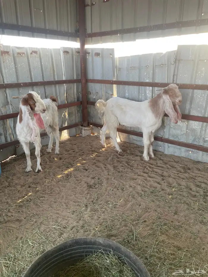 تيوس هولنديات 0